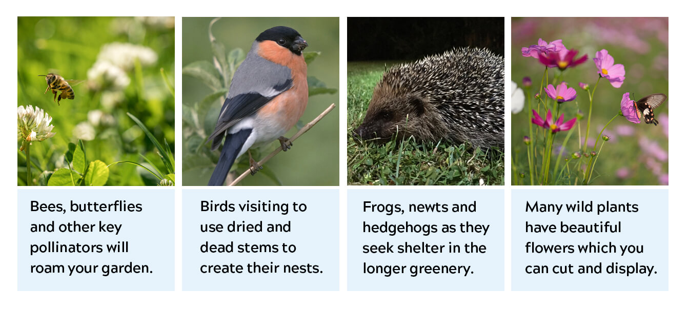 Collective image of birds, bees, wildflowers and hedgehog